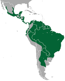 220px-Jaguarundi_area