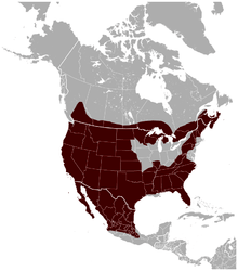 Bobcat_Lynx_rufus_distribution_map