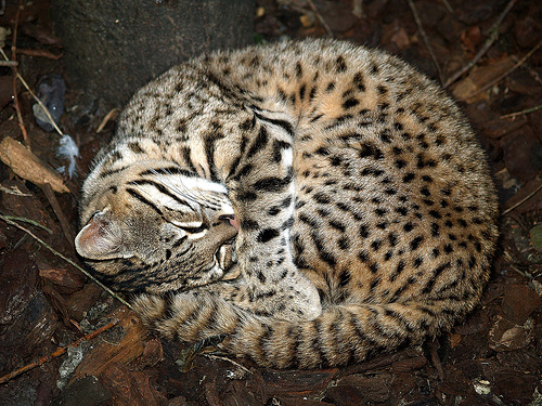 geoffroys-cat (1)