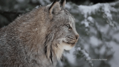 giphy-downsized-large (12)