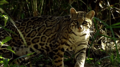 giphy-downsized-large (14)