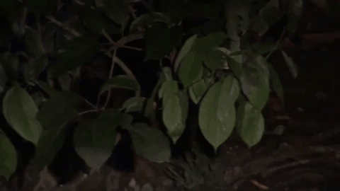 giphy-downsized-large (15)