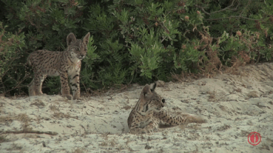 giphy-downsized-large (8)