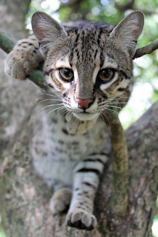 20664975_1125279727571791_4514954618239549654_n