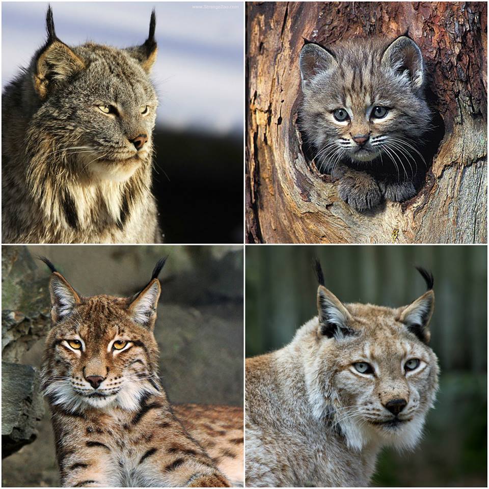 21370964_1145390438894053_6281100959336759932_n