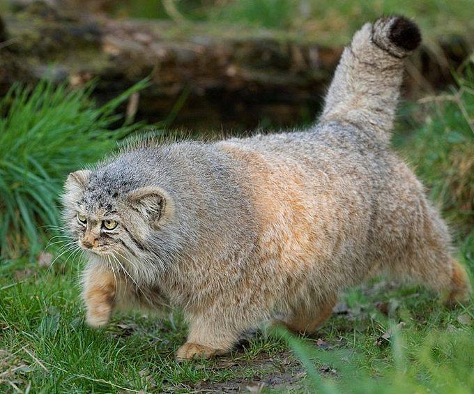@pallascats