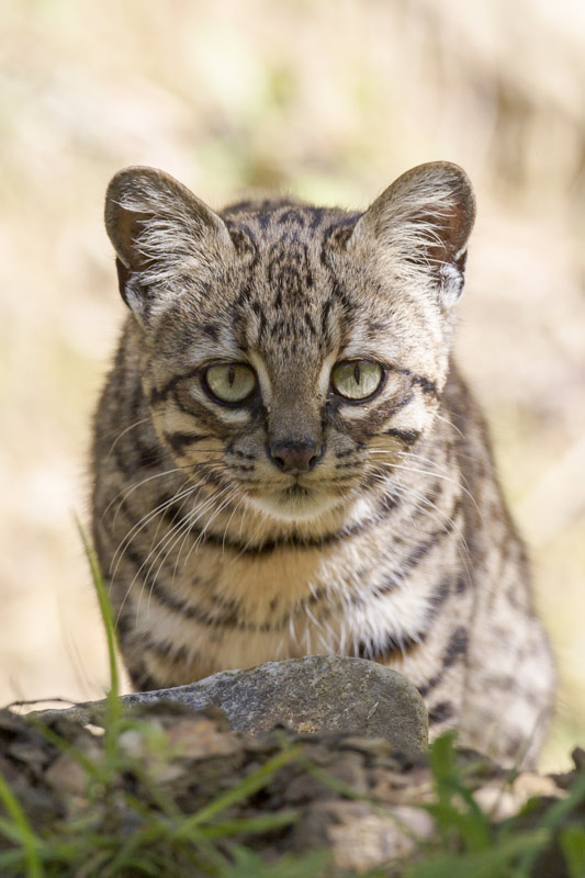 0966b731effc2c313de22894f742f3d2