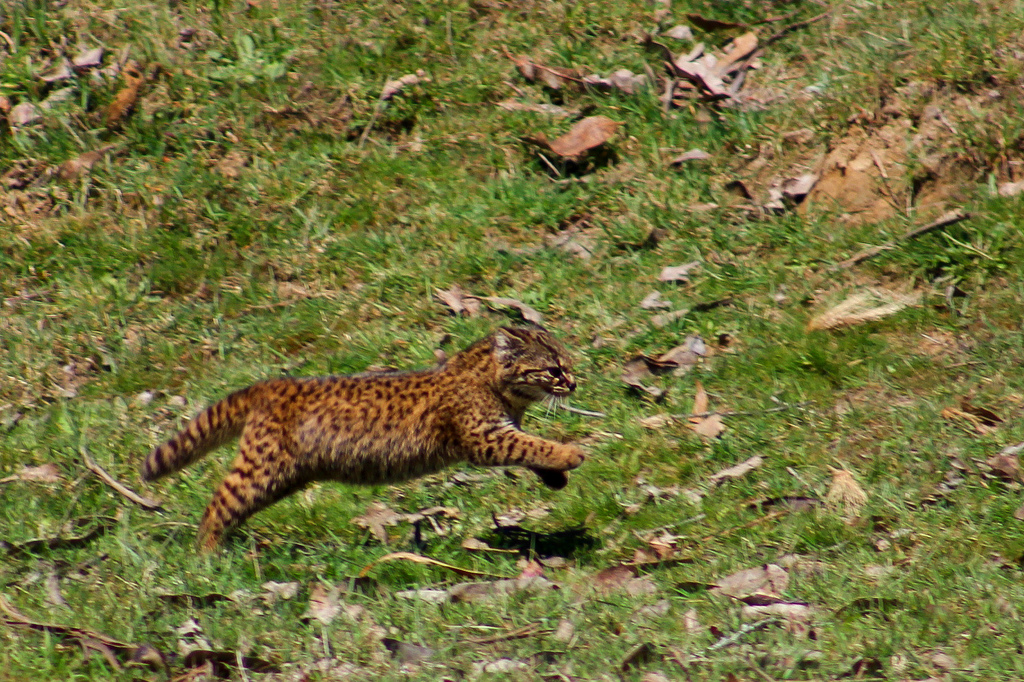 10563576865_f11c42720f_b