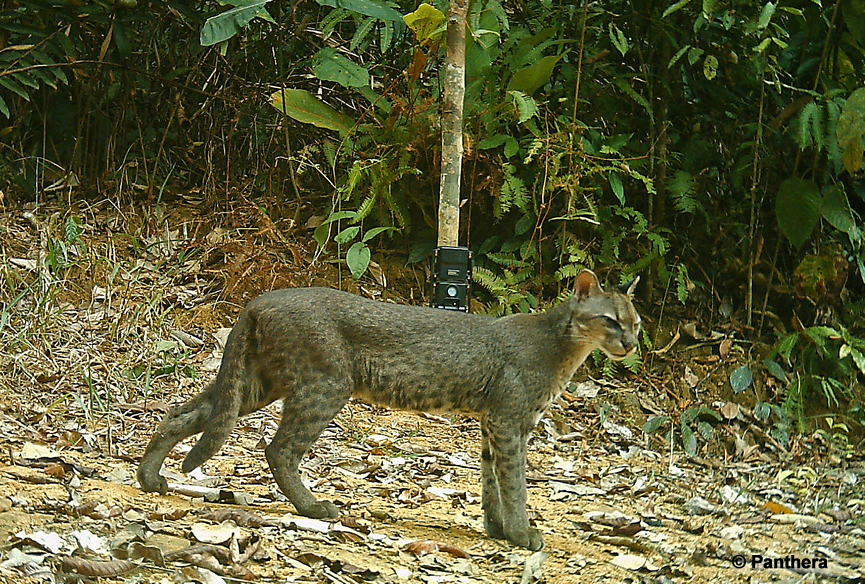 African-golden-cat_Gabon-2 (1)