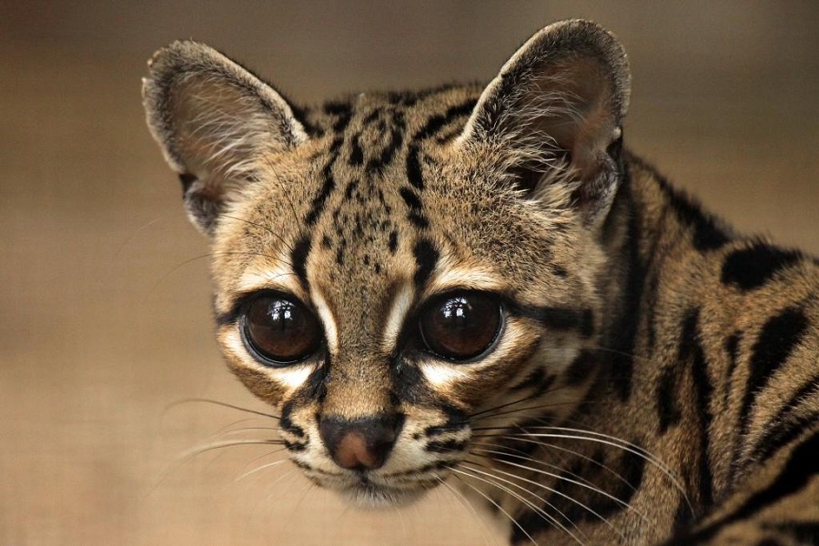 Margay-5