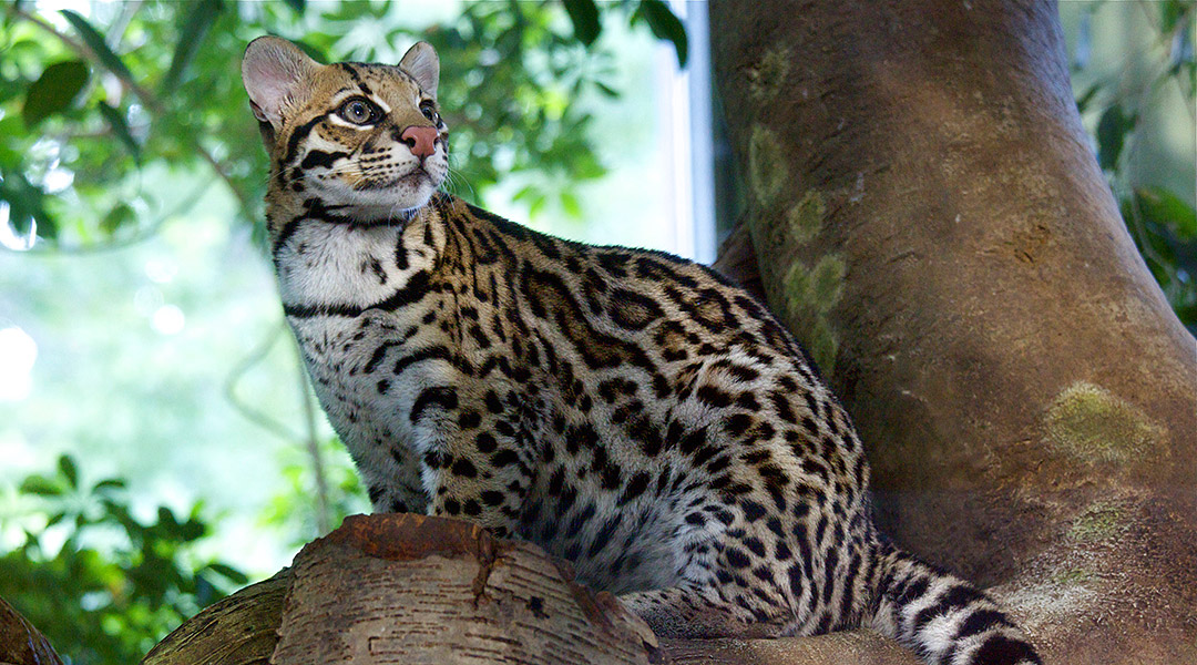Ocelot-Main
