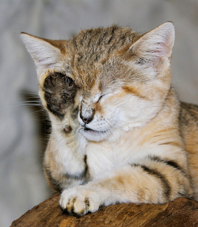 Sand cat (Felis margarita),  North Africa, Arabian Peninsula and