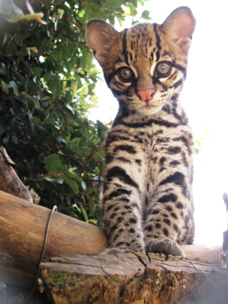 southern-brazilian-ocelot-bill-swanson-web