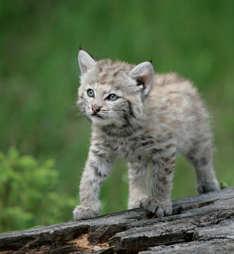babybobcat