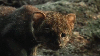 curious_jaguarundi_kitten_1