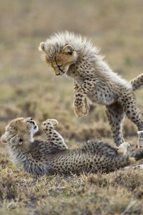 e33ac2e36c1dfbcba1a237a1d0dc01fb--baby-cheetahs-plays