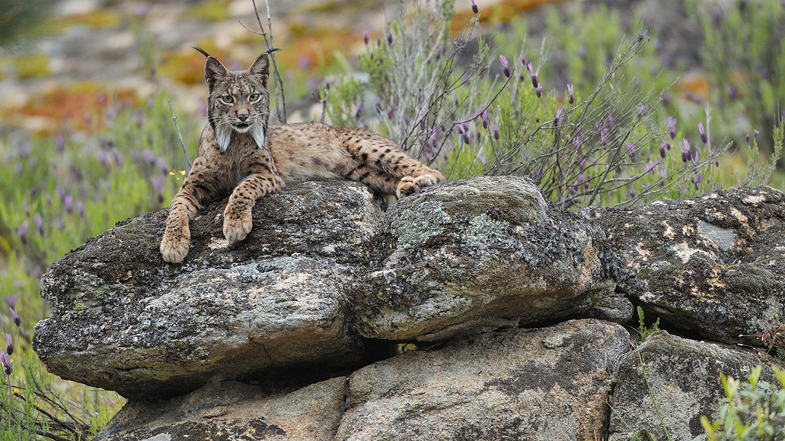 Iberian Lynx