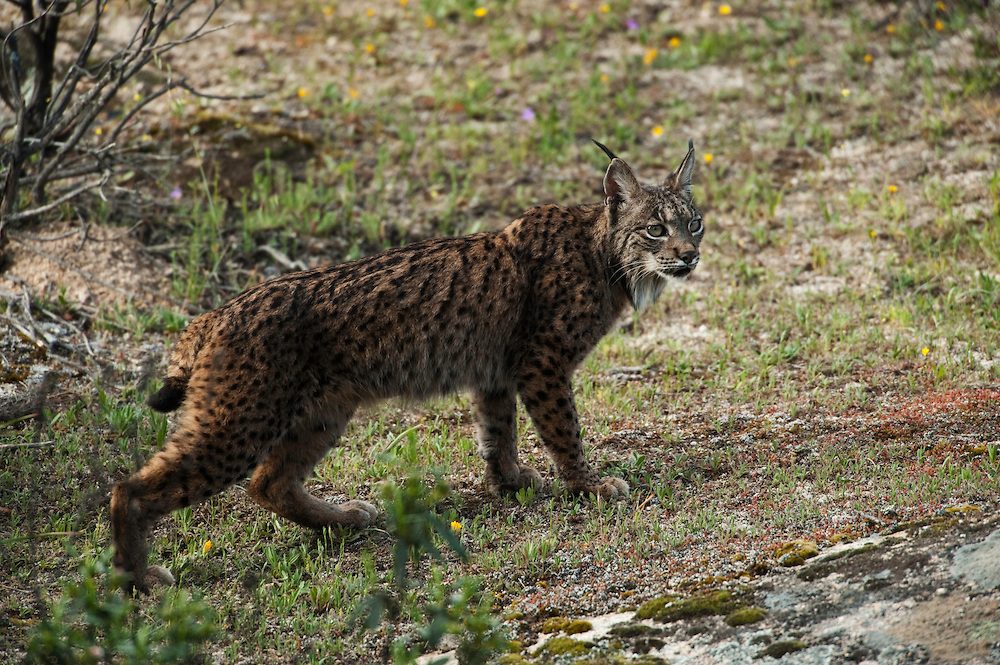 Iberian Lynx