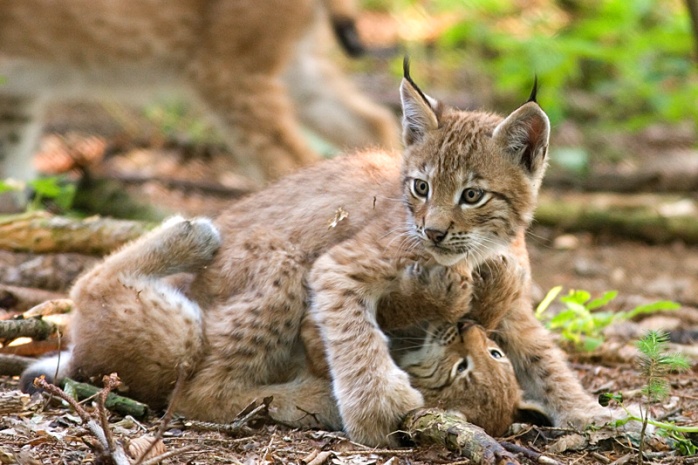Two_lynxes_playing