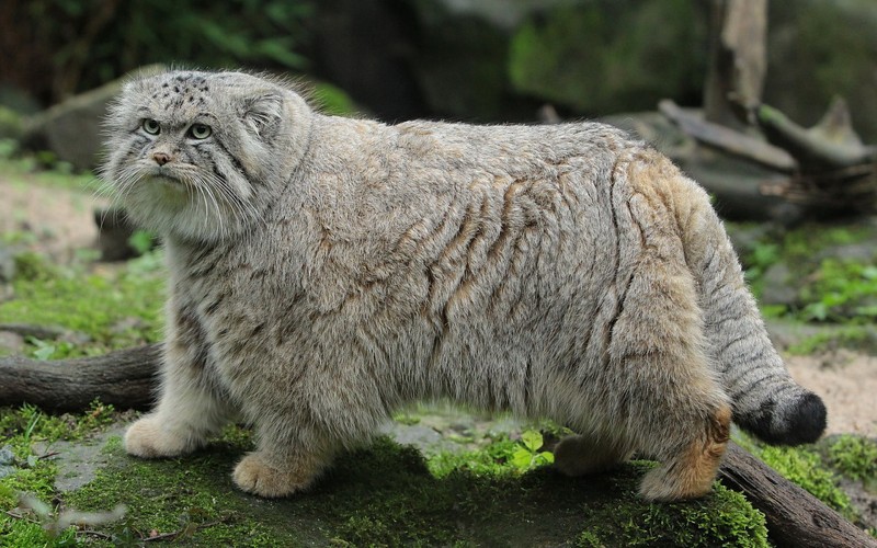 pallas8217s-cat-manul-wild-cat-wallpaper-68065