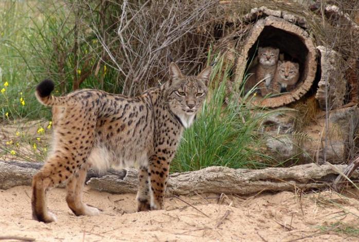 Iberian_Lynx_mother_with_two_cubs_02