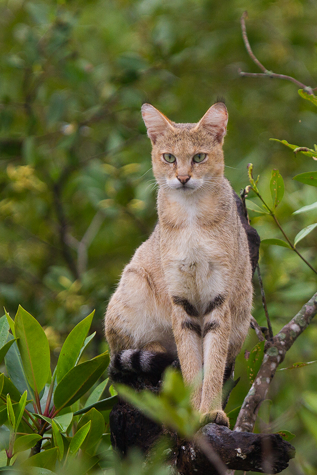 Jungle_Cat_on_tree_at_Sundarban,_West_Bengal,_India