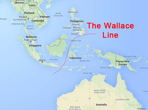 the_wallace_line1