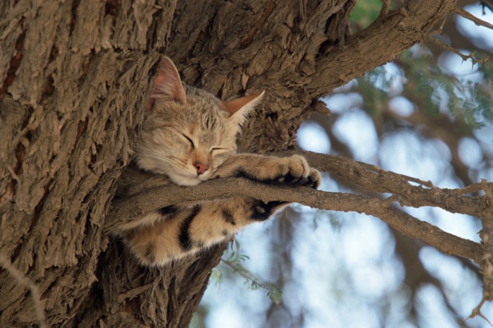 African wild cat sleeping in camelthorn tree