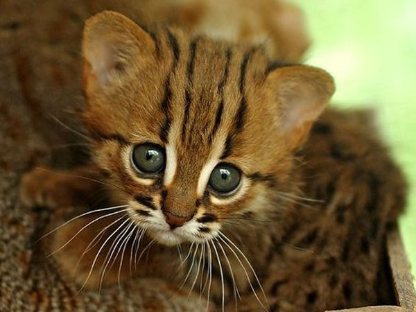 30-rusty-spotted-kitten