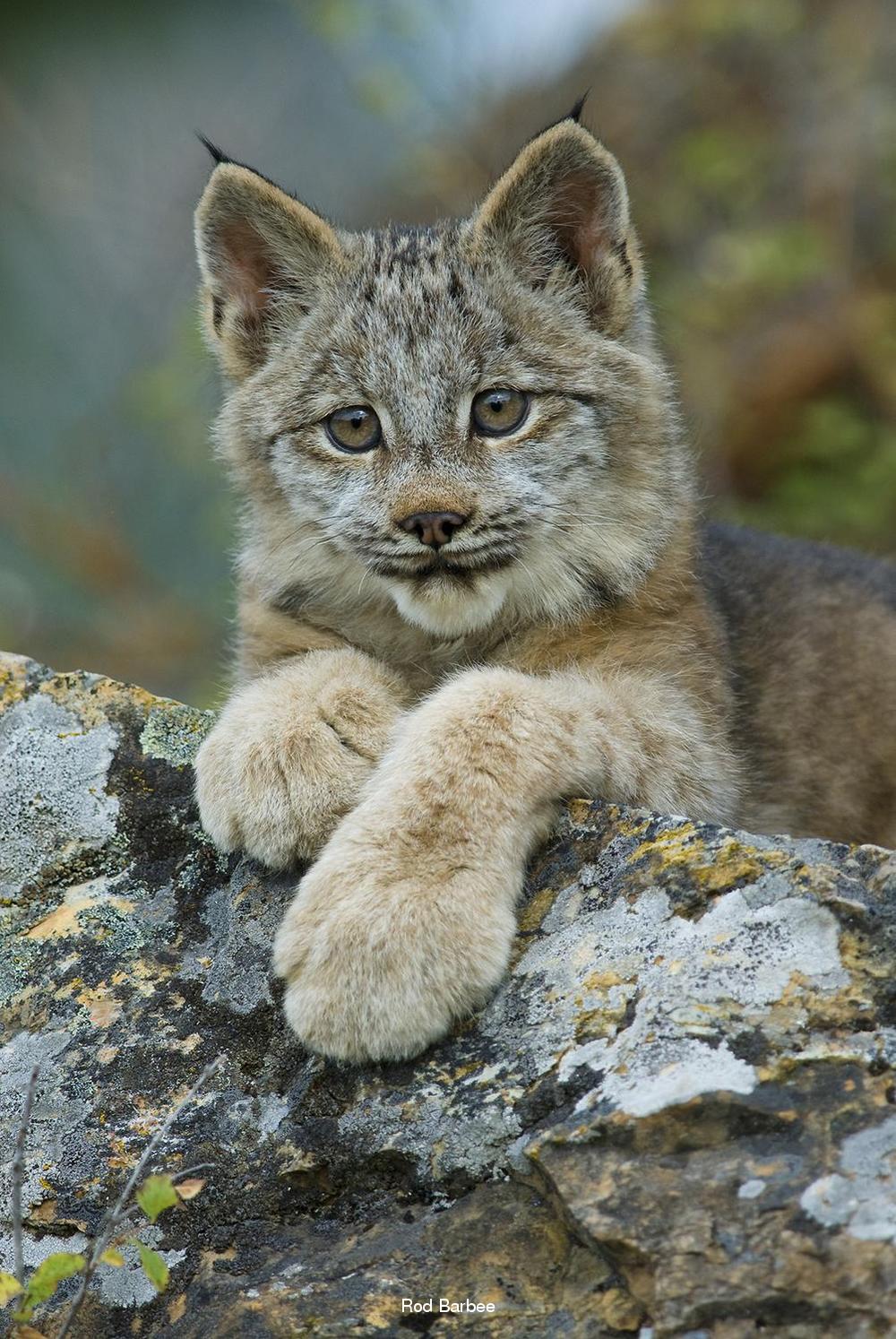 773057-c217257f406817b4e0f088055d4e141e