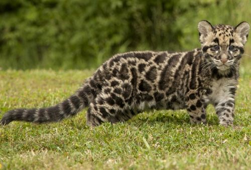 Cloud_Leopard_Cub