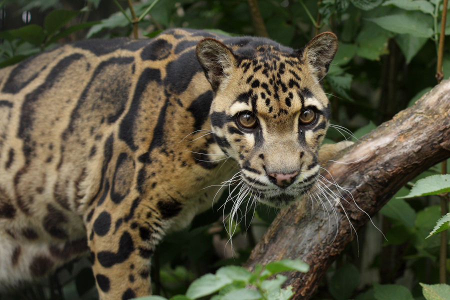 Clouded-leopard2.0