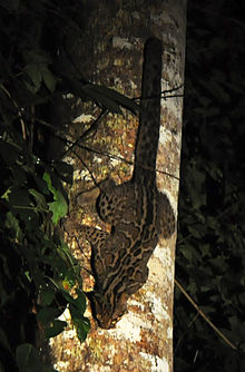220px-Marbled_cat_borneo