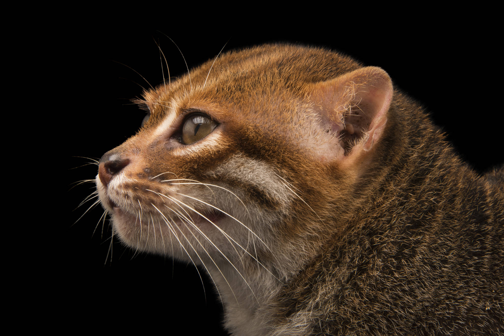 A flat-headed cat (Prionailurus planiceps) at the Taiping Zoo.