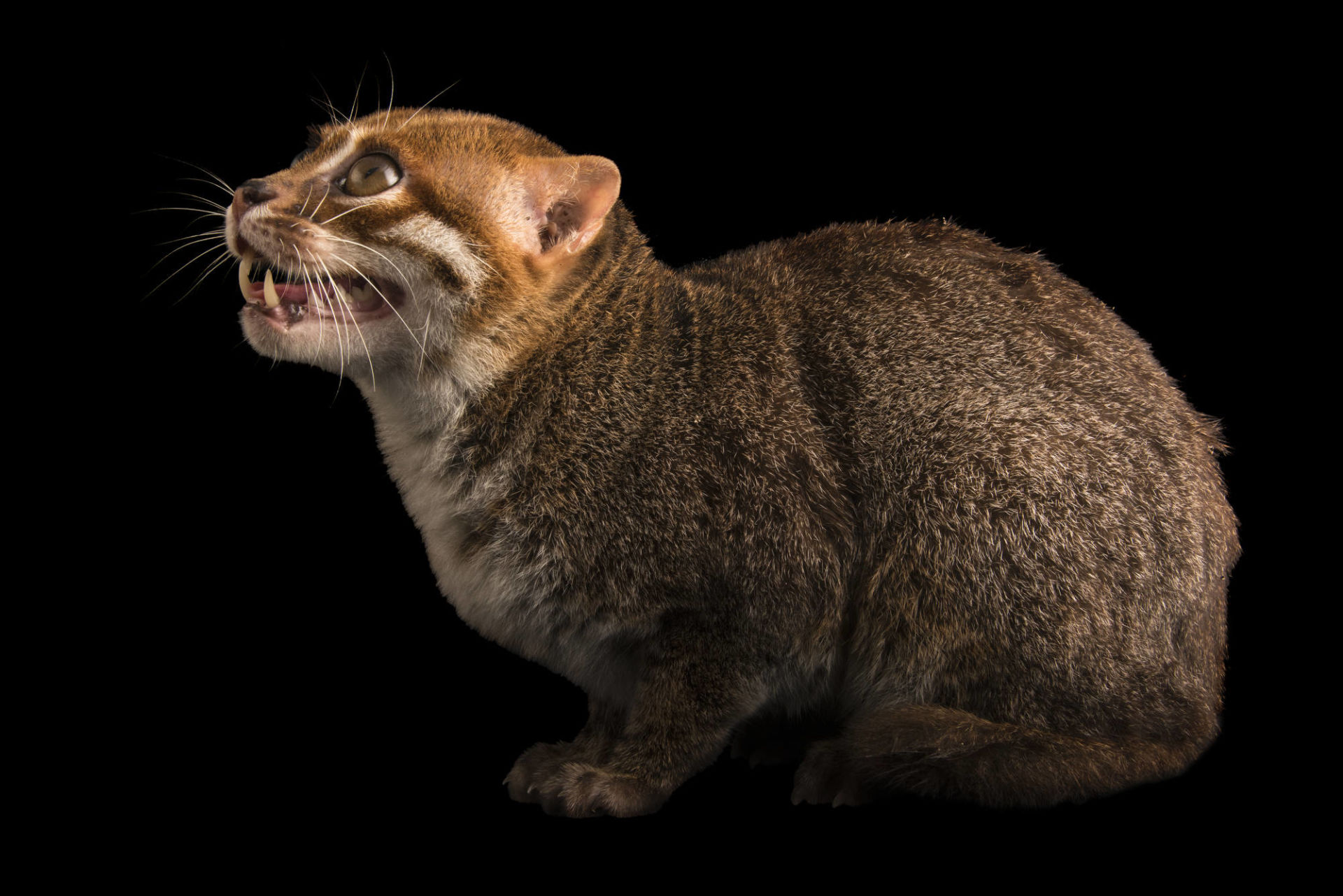 A flat-headed cat (Prionailurus planiceps) at the Taiping Zoo.