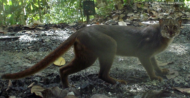 bornean-bay-cat