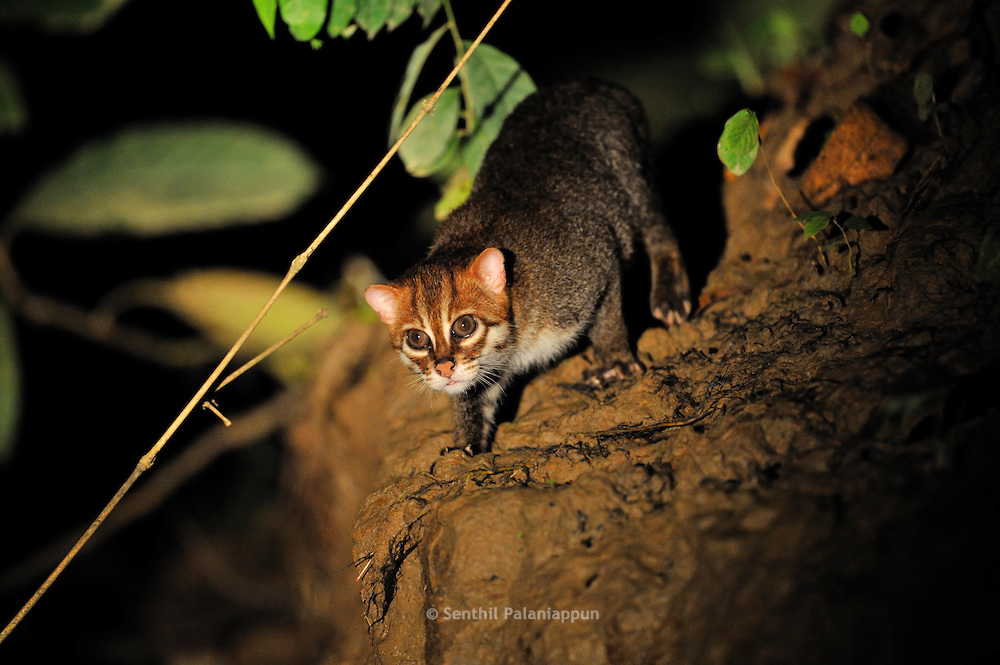 SEN9861-Borneo-FlatheadedCat
