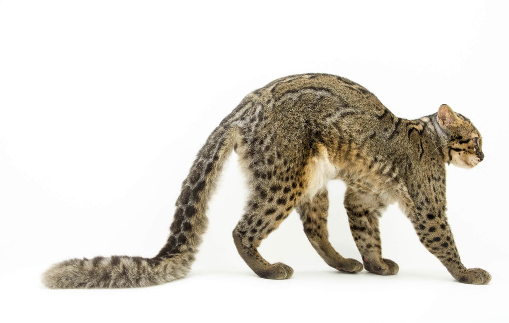 VkO0mhwWbDe6dNyD9Nxn9dajsfPtuAsj7kwWHGjY6AQ