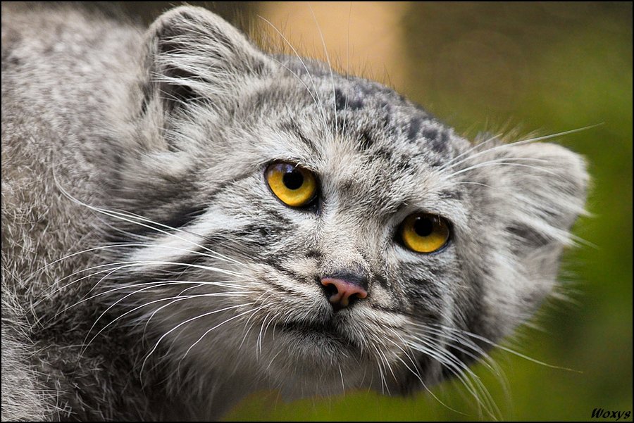 baby_cheshire_cat_by_woxys-d2z76ke