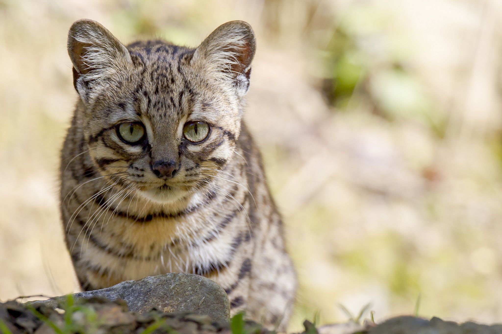 Geoffroys-Cat-Gallery