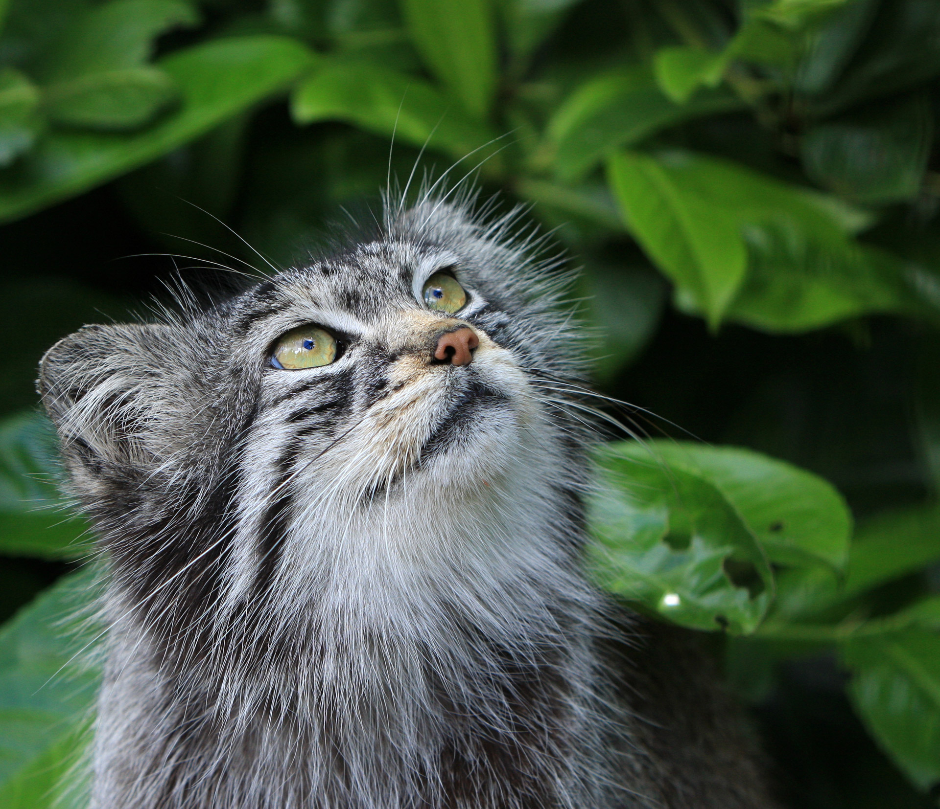 pallas-cat-portrait