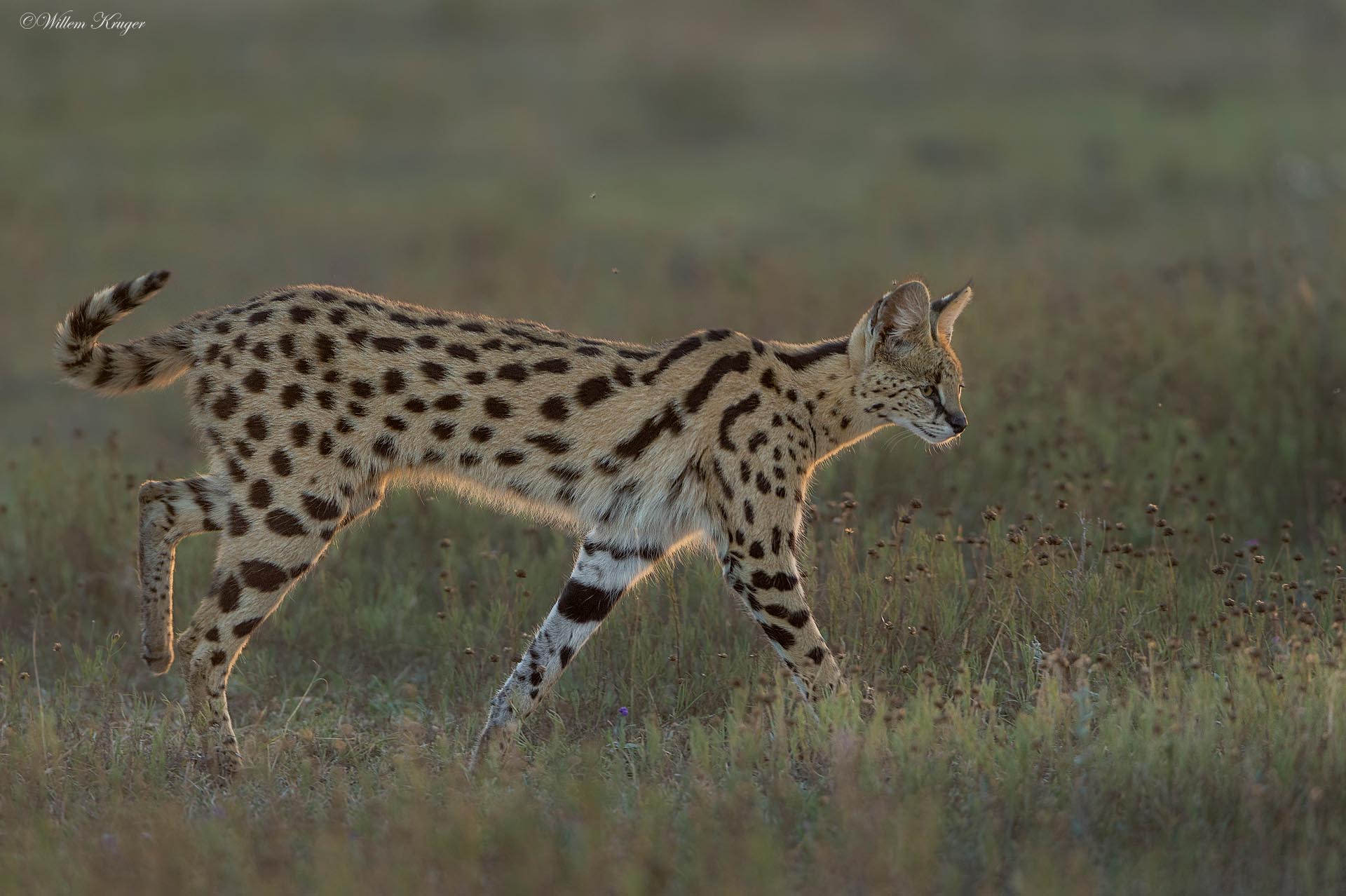 serval-tail-1920-300k-72d-srgb-w