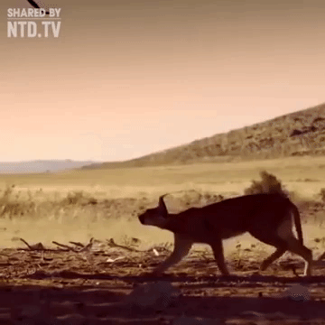 The Small Wild Cat&nbsp;Olympics.