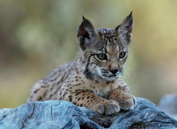 Iberian_Lynx_cub_12