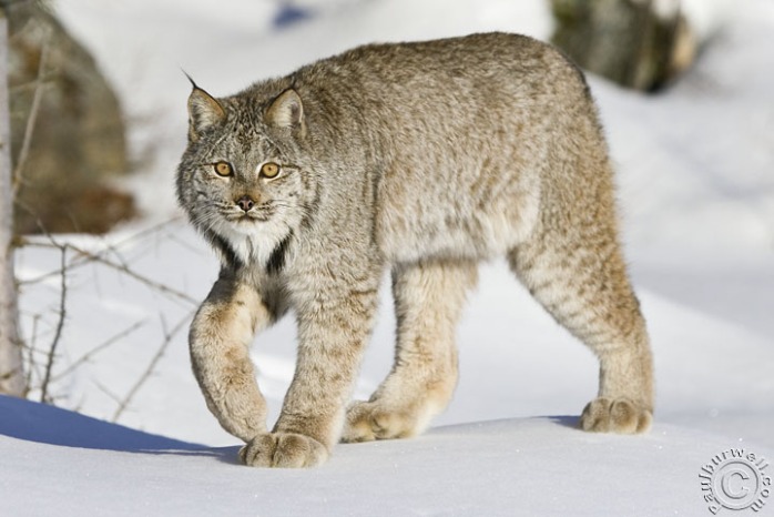 Canada Lynx walking across some snow - CA