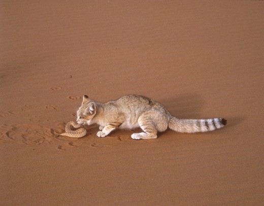 Sand Cat eating common sand viper (Felis margarita) Sahara Niger Tenere