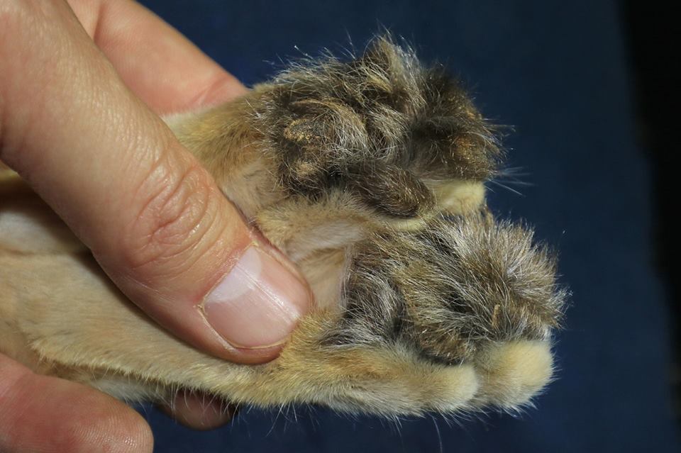 44093803_528331134259516_4573867074744483840_n