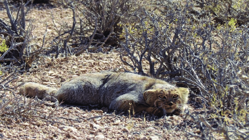 A-Pallass-cat-in-Khosh-Yeilagh-WR-in-September-2015-Photo-M-A-Adibi