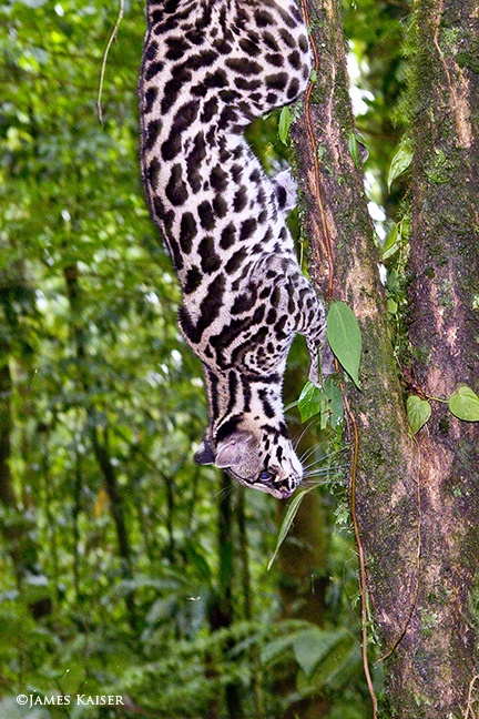 eb9120a10515303ec035989b24242a74--domestic-cat-costarica