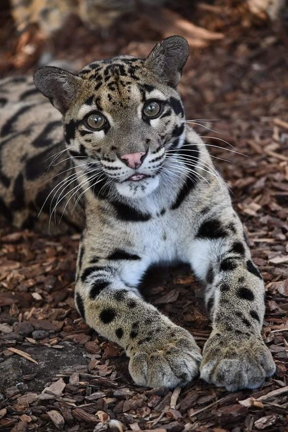 Clouded Leopards
